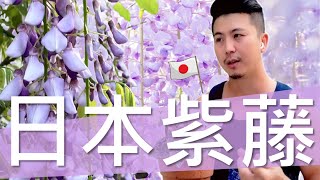 【日本紫藤】】你買對了嗎?教你如何分辨中國紫藤與日本紫藤。台灣難得一見的日本紫藤，在台灣平地是否能真的開花?