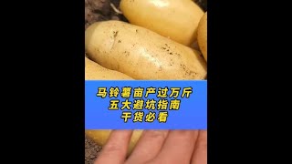 上付出努力，做有结果的事。种植马铃薯五大避坑指南#农业种植 #种土豆 #土豆高产种植 #土豆种植 #土豆种子