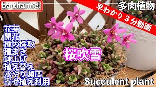 339{多肉植物} 早わかり３分動画🌸桜吹雪🌸【多肉事】【実生苗】【種まき】【鉢上げ】【種採取】【Succulent】