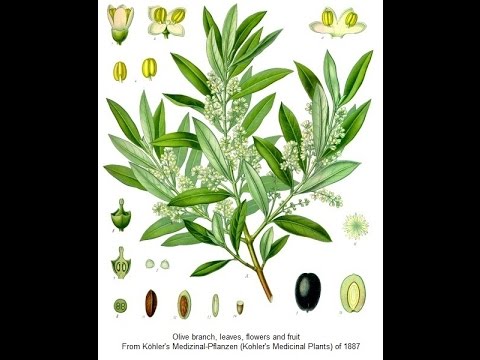 Overcoming Mycoplasma infection Naturally Overcoming Mycoplasma infection Naturally