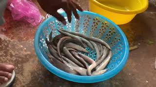 Countryside fishes #ត្រីឆ្លូញធម្មជាតិ