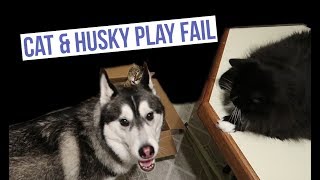 Cat \u0026 Husky Play Fail | Vlog 738