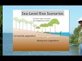 how mangrove forests adjust to rising sea level