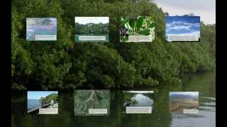 How Mangrove Forests Adjust to Rising Sea Level