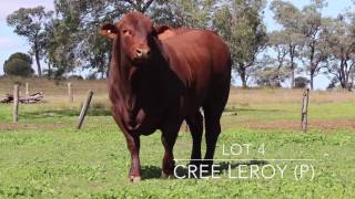 Cree Santa Gertrudis Bull Sale Preview