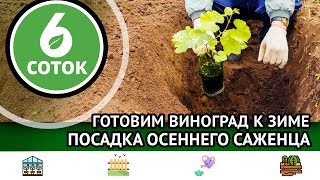 Готовим виноград к зиме. Посадка осеннего саженца. 6 соток 20.11.2023