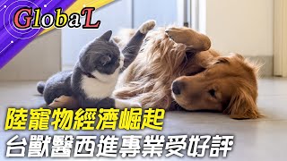 【Global】陸寵物經濟崛起!台獸醫紛紛西進 親切專業受好評@全球大視野Global_Vision