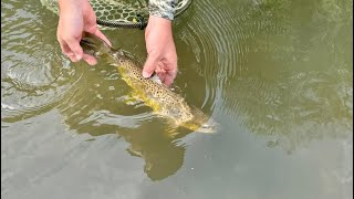 Trout Fishing in Western Wisconsin (Surprise Catch)