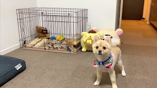 綺麗に掃除してご満悦の愛犬が可愛い…笑