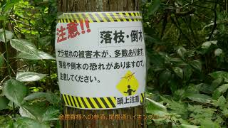 里山散歩　ナラ枯れの景色、相模原市緑区津久井湖城山地区など　　～2022・8.　　（4K）