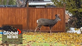 BC woman describes frightening deer attack caught on camera during rutting season