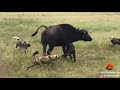 wild dogs take 5 buffalo calves in an epic feeding frenzy