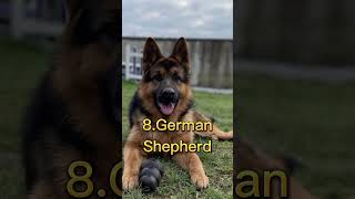 Top 10 most dangerous dog breeds in the world 2023#shorts #shot #dog