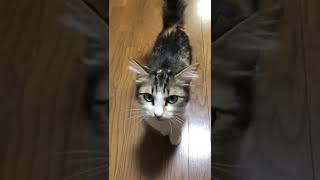 早くご飯くれよ！と催促してくる元野良猫のリサ#shorts