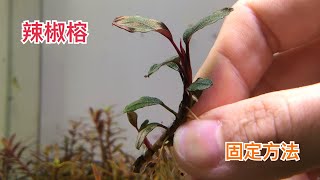 辣椒榕神秘草固定方法｜不銹鋼鐵絲定植｜