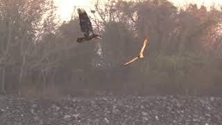 The Bald Eagles of Conowingo Dam Maryland