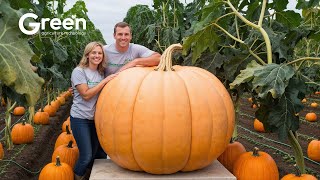 How to MILLIONS tonts of Pumpkin Harvested & Processed 🎃 | Agriculture Technology