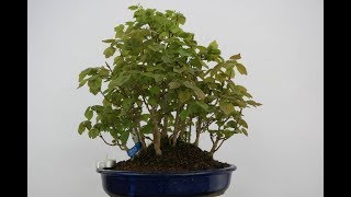 Trident maple (Acer Buergerianum)