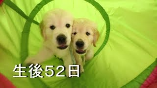 アイン村　チロの子生後52日目 チューブ遊び（ゴールデンレトリバー子犬）