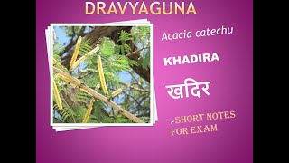 #BAMS #DRAVYAGUNA #KHADIR #AYURVEDA Acacia catechu plant, Khadir plant, BAMS classes