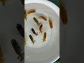 小澤らんちゅう種用当歳魚10匹Ｂ