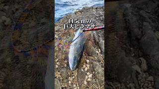 巨大ヒラマサ現る！ #がま磯 #fishing