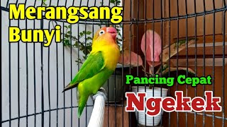 Suara Lovebird Ngekek Panjang Di Awali FIGHTER, Sangat BAGUS Merangsang Bunyi Agar Cepat Ngekek