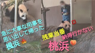 【桃浜🍑飼育員さんに八つ当たり💢🍁楓浜急に大事な用事を思い出して帰って行った】  残業当番/飼育員さん2人からおやつ  #ぽめぱん #PandaChannelbypomeranianfilm