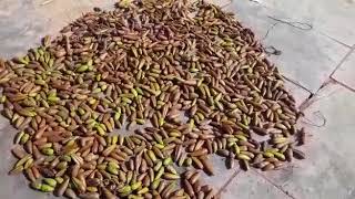 Anantmul ( nannari) seed available for sale