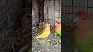 Baby cinnamon opaline lovebird ❤️ #africanlovebird #youtubeshorts #shorts #learnbirdgenetics