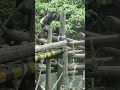 黑猩猩chimpanzee taipei zoo