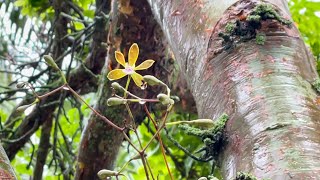 Orchid Garden Update, Wet Morning Walk, New Blooms and Lots of Flower Spikes