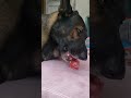 シェパード犬　庭で出会った肉食獣 鹿 生肉 asmr