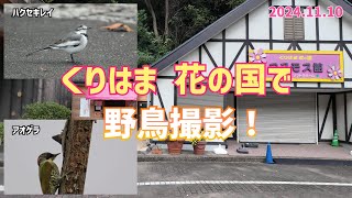 くりはま 花の国 で探鳥！｜アオゲラを撮影出来ました!!! 11月にウグイスが鳴いていました?!