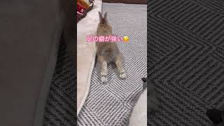 うさぎさんの足の裏はこんな感じです🐰😲　#うさぎ  #shorts  #rabbit  #ペット  #animals  #ショート  #ネザーランドドワーフ  #うさぎのいる暮らし　#うさぎ部屋