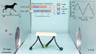 Machine learning-guided magnetic soft robot design
