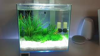 Ciano nexus pure 15 fish tank