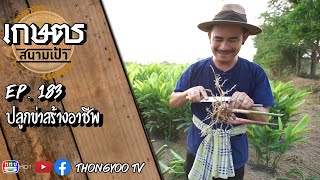 เกษตรสนามเป้า EP.183 l ข่าสร้างอาชีพ