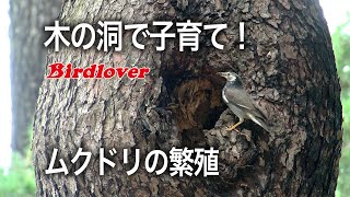 【野鳥観察】樹洞で繁殖するムクドリ / 木の穴でムクドリの子育て