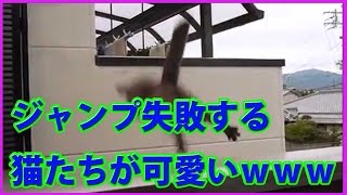 ジャンプ失敗する猫たちが可愛いｗｗｗ