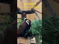 レッサーパンダ 豪快にお食事　日本平動物園