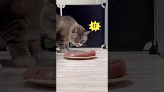 おやつの先にマグロのブロックがあった時の猫 #ねこチャック