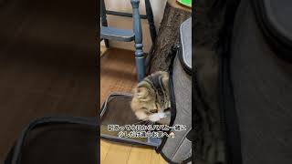 子猫のサイベリアン違うお家へ冒険#shorts