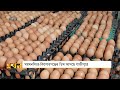 ময়মনসিংহ কিশোরগঞ্জের ডিম আসছে গাজীপুরে gazipur egg bazar ekhon tv