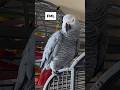 When your life becomes a RL cartoon! #talkingparrot #funnyparrot #africangray #birds