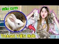 Chị Vê Đón 2 Bé Thỏ Mini Siêu Cute Về Nhà Nuôi - Vê Vê Channel