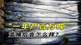 一年产出百万吨，滥捕后会不会成大黄鱼？带鱼可以人工养殖吗？