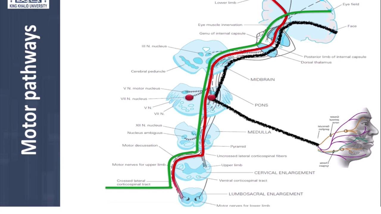 The Neuroanatomy Of The Motor System - YouTube