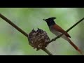 Nurturing Paradise: A Mama Bird’s Love in the Treetops