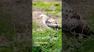 カンムリワシの幼鳥に出逢った。#天然記念物 #石垣島 #八重山諸島